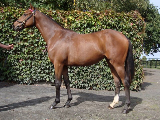 Red Lark third at Del Mar on 12th July 2020