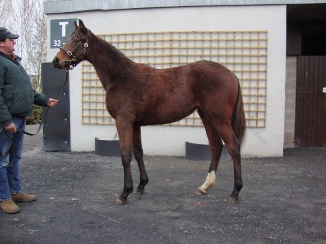 Red Lark second in Grade 3 at Santa Anita on 20th June 2020