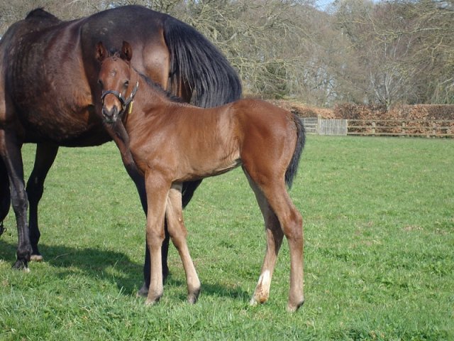 Red Lark second in Grade 3 at Santa Anita on 20th June 2020