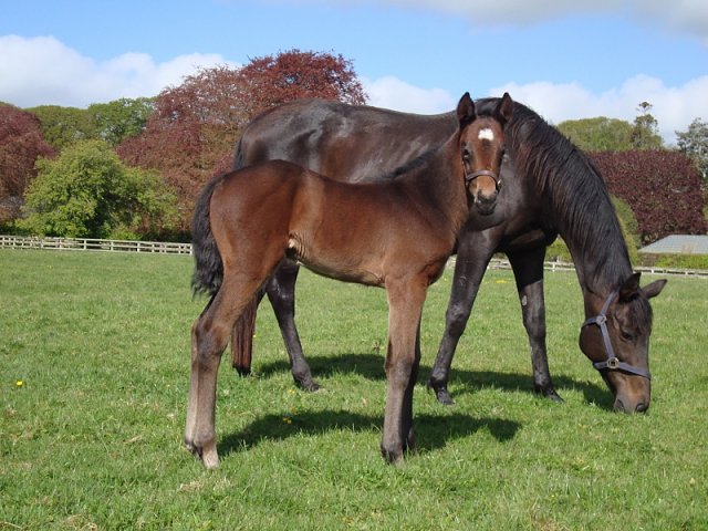 Remarkable Flight wins at Brighton on 9th May 2024