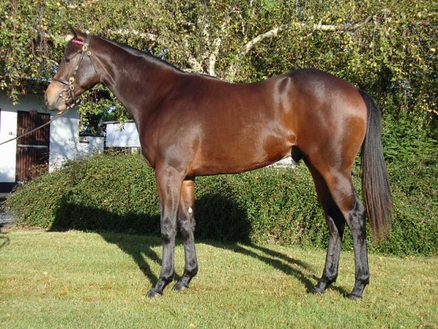 Rogue Lightning wins on racecourse debut at Newmarket on 23rd June 2022