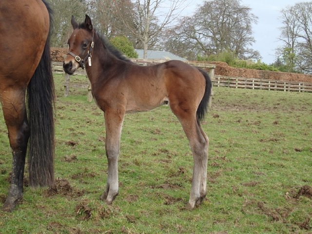 Rogue Lightning wins at Ascot on 12th August 2023