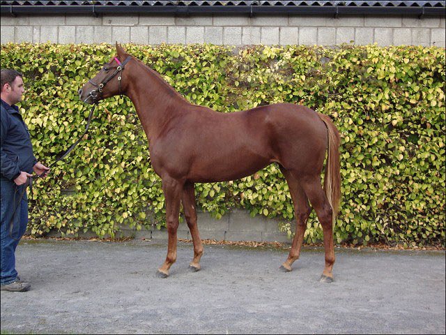 Rosairlie second at Ripon
