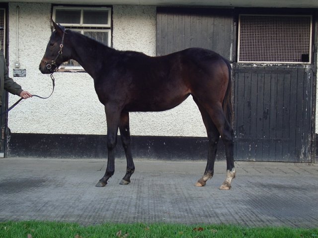 Rose Bolt third at Southwell on 9th March 2023