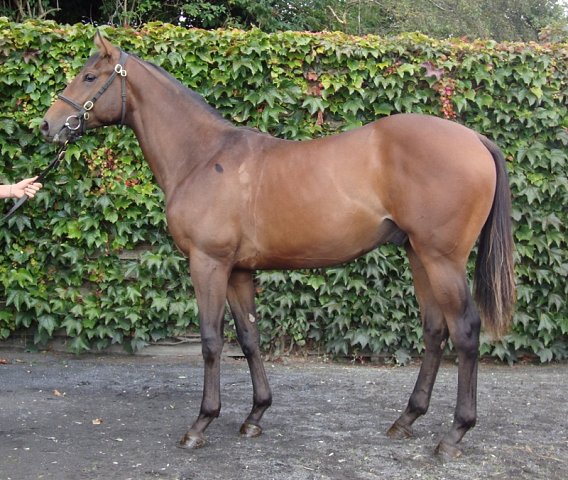 Run Forrest Run wins at the Curragh on 1st May 2023