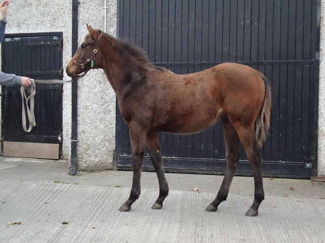 Run Forrest Run wins at the Curragh on 1st May 2023