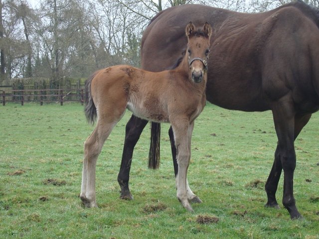 Run Forrest Run wins at the Curragh on 1st May 2023