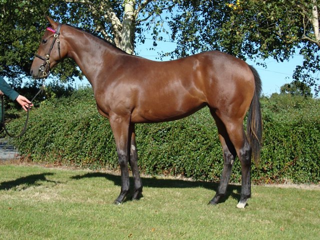 Sakura Spirit third at Lingfield on 29th January 2026