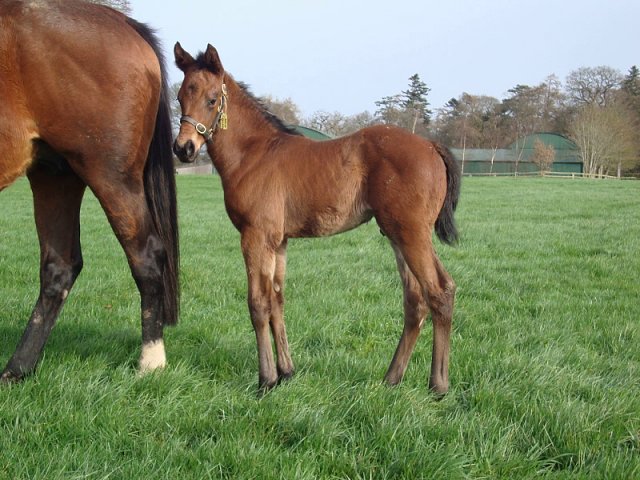 Salam Ya Faisal third at Chelmsford on 6th May 2021