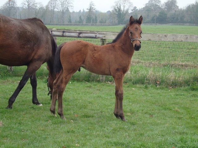 Salam Ya Faisal second at Yarmouth on 20th October 2020