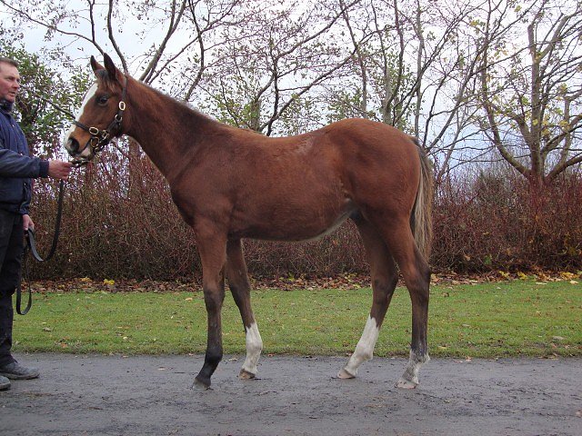 Sarmadee third on racecourse debut