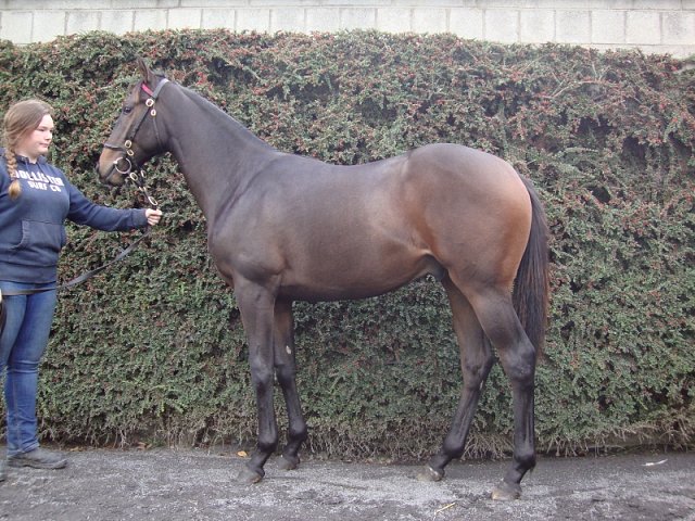 Seafarer third at Lingfield on 31st December 2018