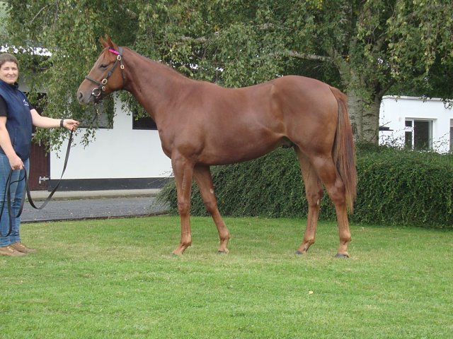 Sea Singer wins Allowance Optional Claiming race at Santa Anita on 28th December 2024