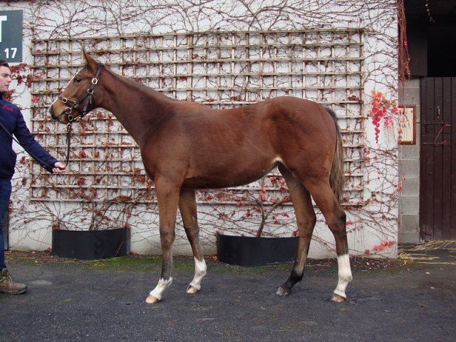Shandy wins at Cork on 30th March 2024