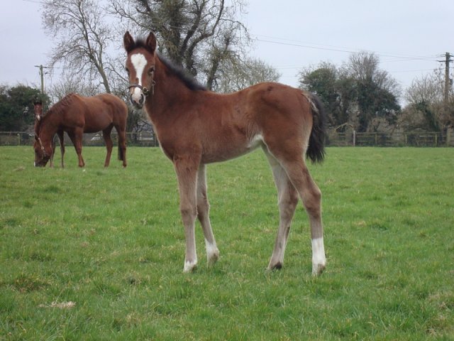 Shandy third at the Curragh on 31st October 2023
