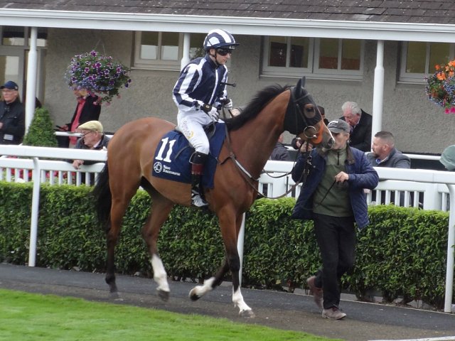 Shandy wins Group 3 at Naas on 25th August 2024