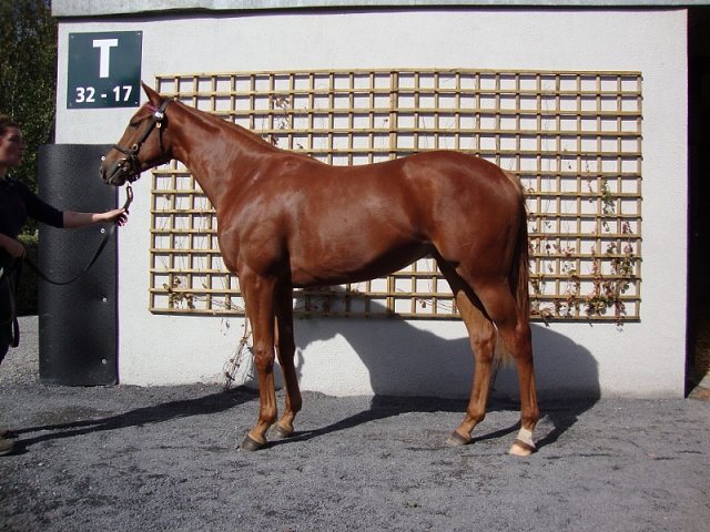 Shauyra wins at Newcastle on 6th September 2019
