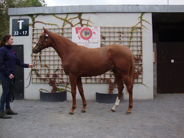 Sheila second at Lingfield on 21st November 2020