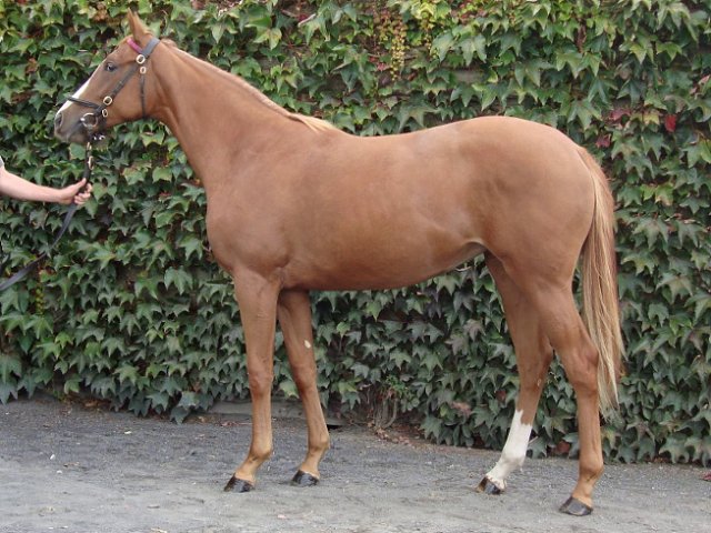 Sheila second at Lingfield on 21st November 2020