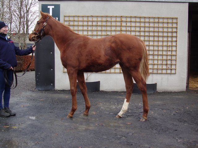 Sheila third at Dundalk on 25th November 2022