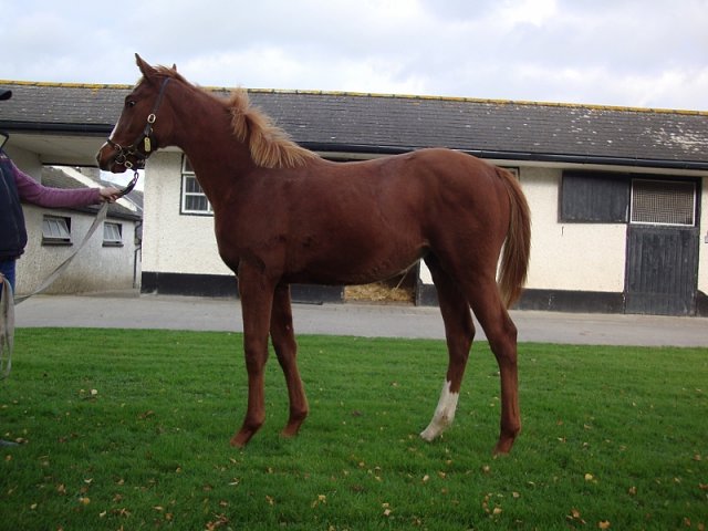 Sheila second at Ballinrobe on 19th July 2021