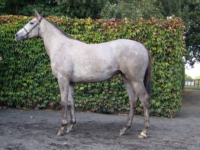 Shemara second at Ballinrobe on 13th August 2018