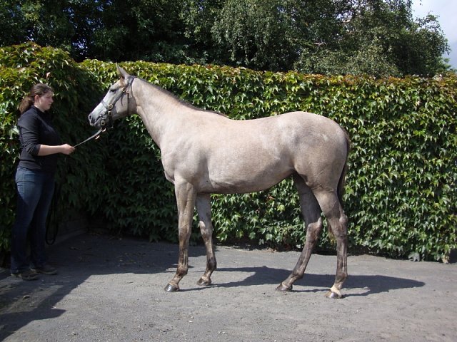 Shemara third at Gowran Park on 9th May 2018