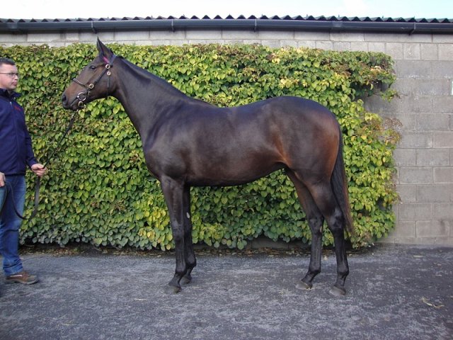 Shifting Gold wins at Kempton on Wednesday 10th June 2020