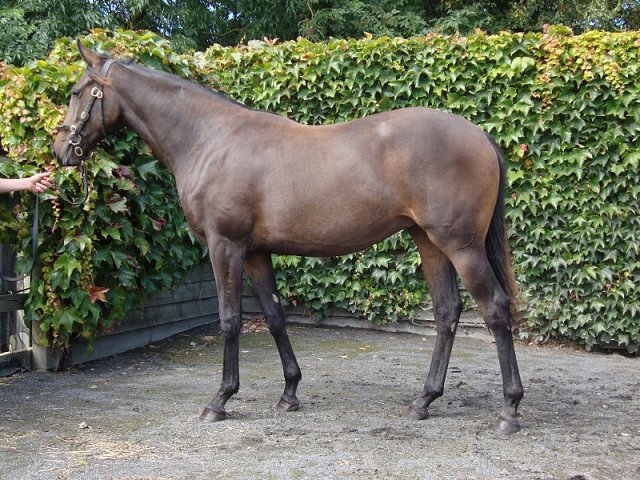 Shifting Gold wins at Lingfield on 16th November 2019