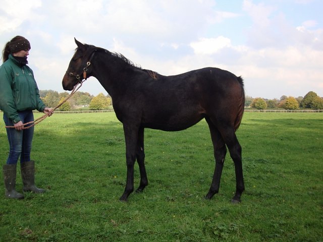 Shifting Gold wins at Nottingham on 16th July 2019
