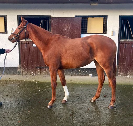 Shorter Skirt wins at Chelmsford on 1st April 2019