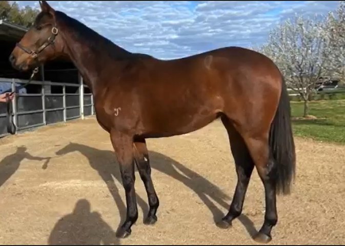 Shuffle Dancer second at Flemington on 1st January 2023