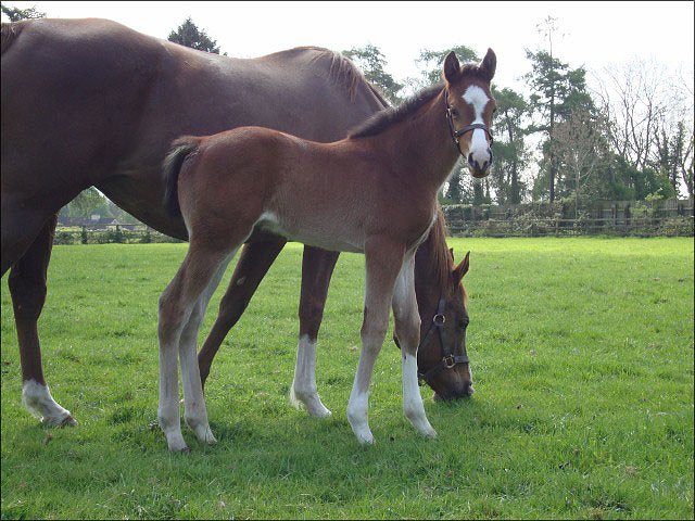 Sicilian Bay third at Thirsk