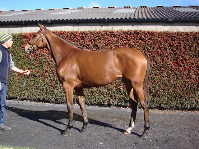 Sinndarella second at Bath on 7th August 2019