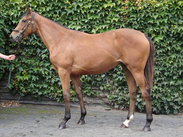 Sinndarella third at Chepstow on 2nd July 2019