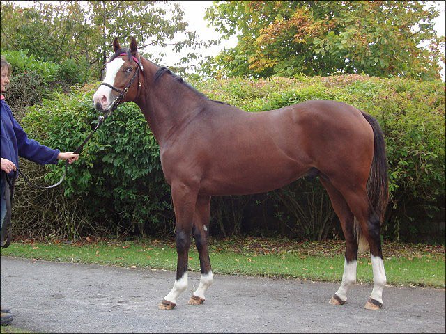 Sir Frank Morgan second at Ascot