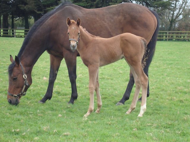 Sixtygeesbaby wins at Doncaster on 25th April 2025