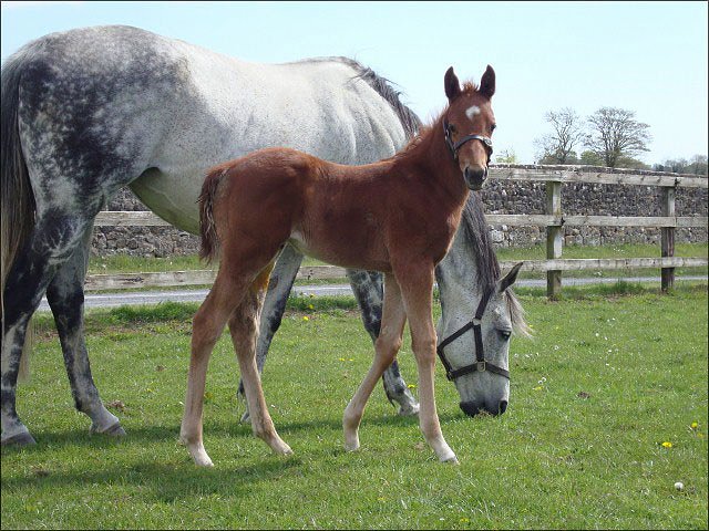 Sleeping Apache third at Redcar