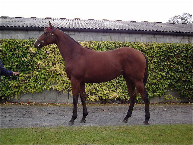 Slight Advantage third at Doncaster