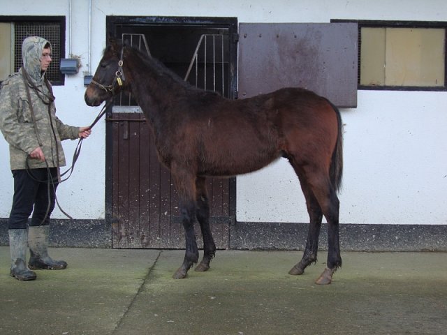 Snooze Lane second at Wolverhampton on 29th October 2022
