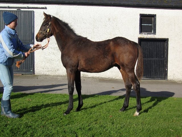 Snooze Lane second at Wolverhampton