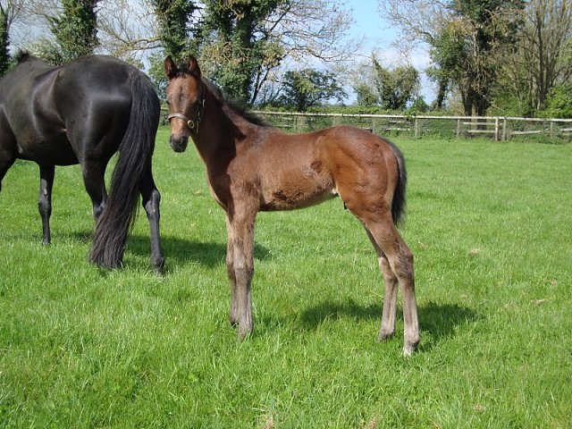 Snooze Lane third at Wolverhampton on 23rd March 2024