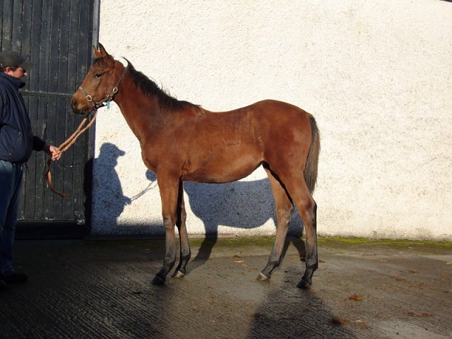 Soaring Sky third at Leopardstown on 8th July 2021