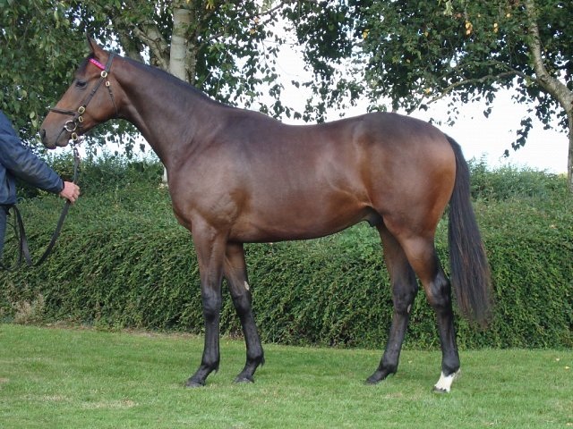 Socialite wins on racecourse debut at Leicester on 11th May 2024