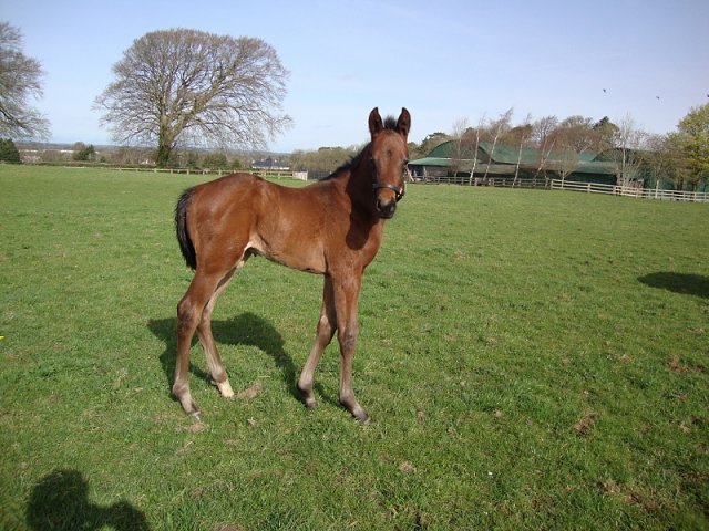 Socialite wins on racecourse debut at Leicester on 11th May 2024