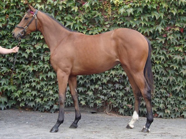 So I Told You wins at Sligo on 18th May 2021
