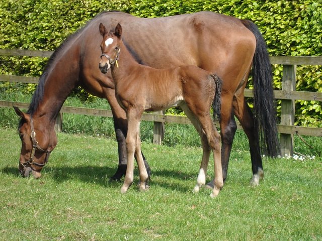 So I Told You wins at Gowran Park on 24th July 2021