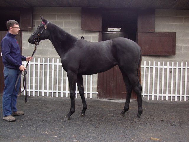 Speckled Meadow second at Leopardstown on 20th July 2023