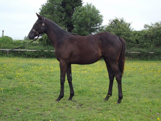 Speckled Meadow second at Leopardstown on 20th July 2023
