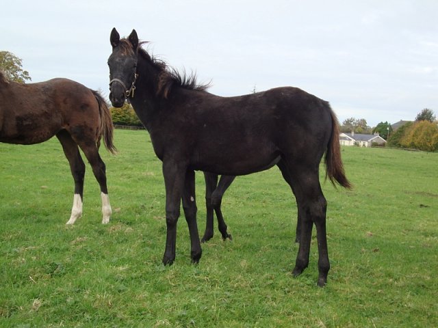 Speckled Meadow second at Leopardstown on 20th July 2023